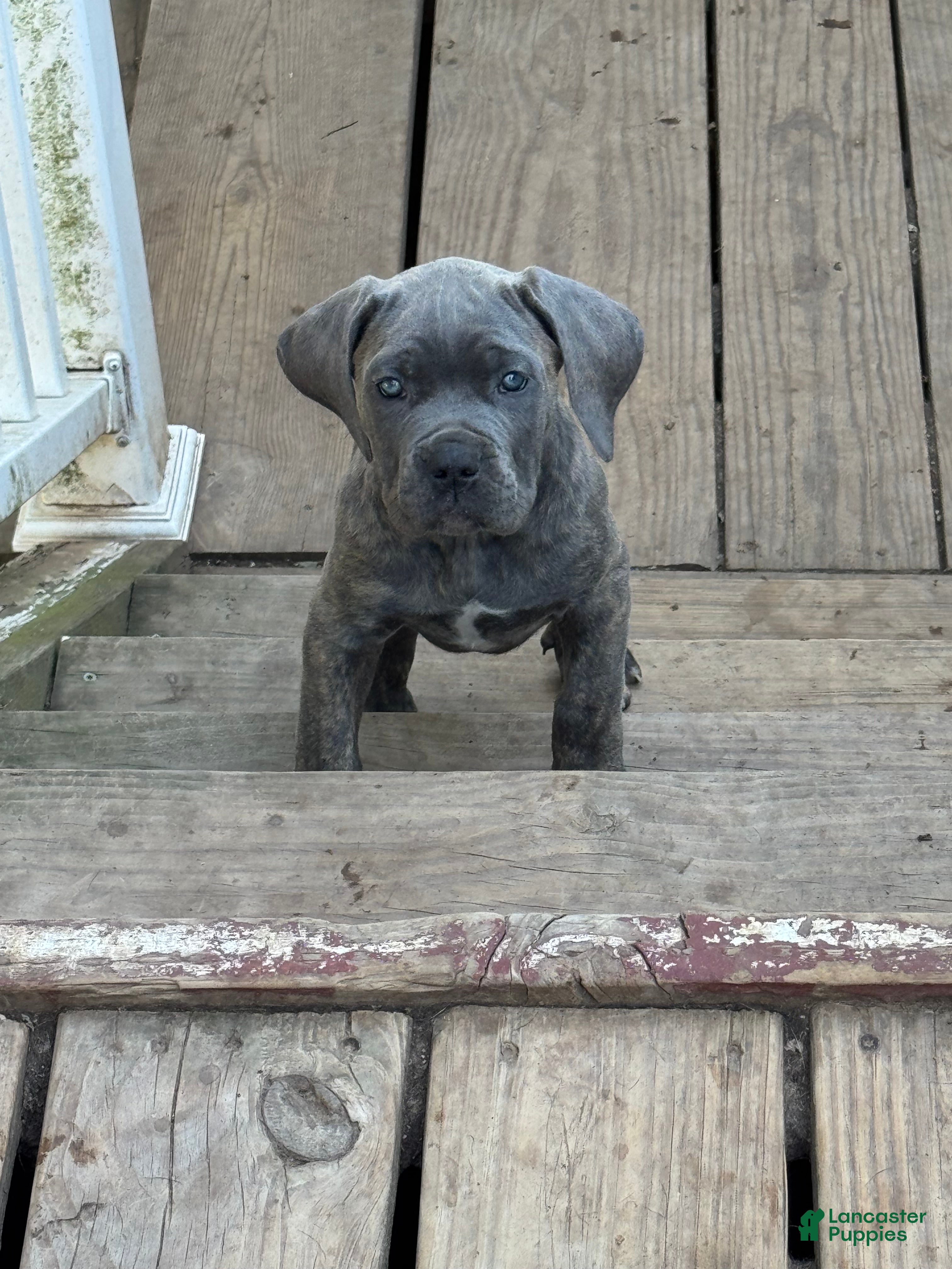 French Mastiff Cane Corso Mastiff Mix Puppies For Sale Merle Cane