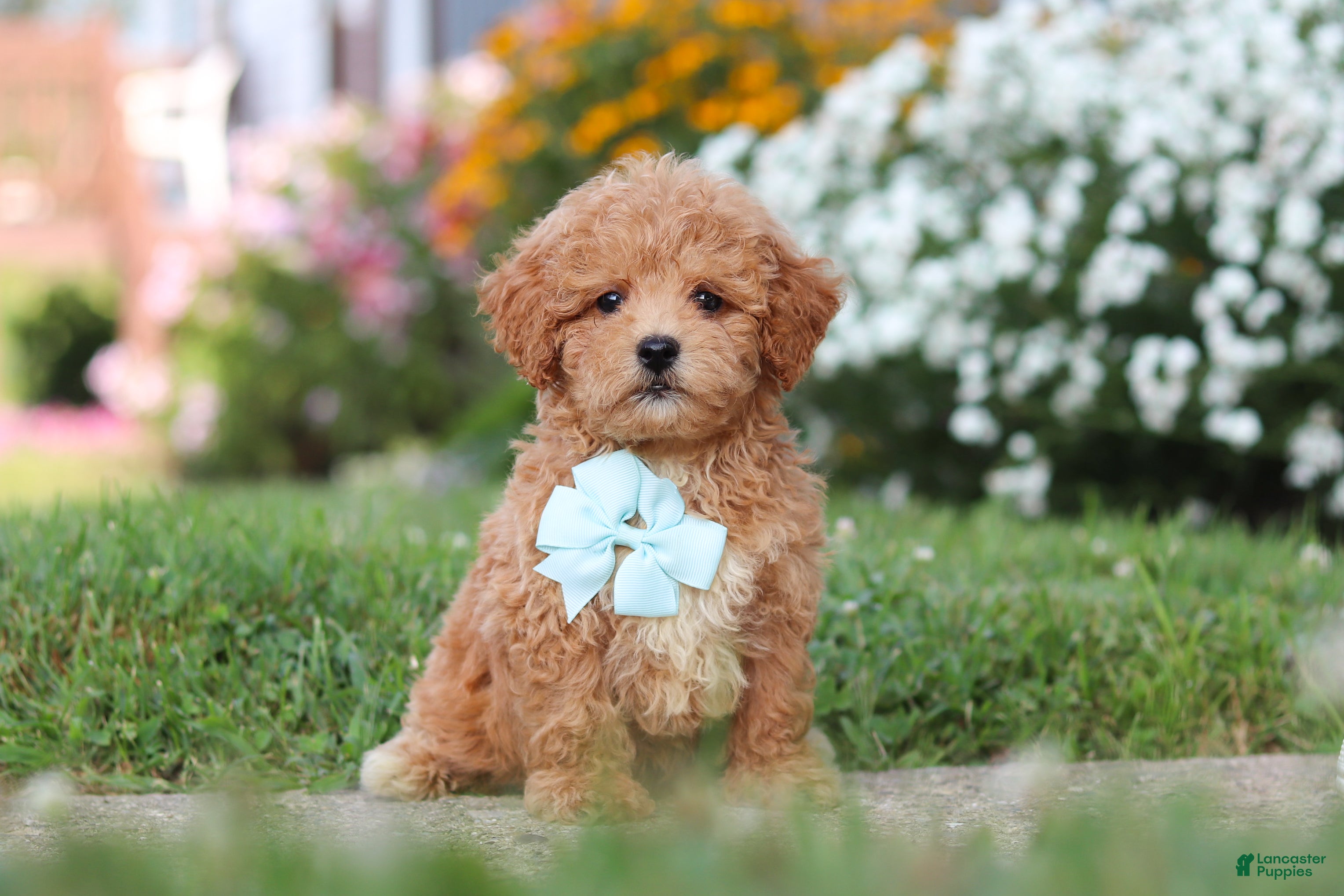 Maltipoo dogs Blake - Ad 1