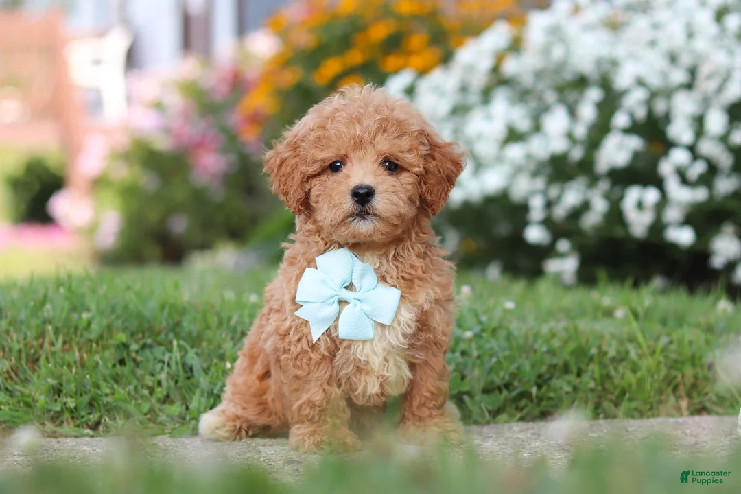 Maltipoo dogs for sale: Blake - Ad 1