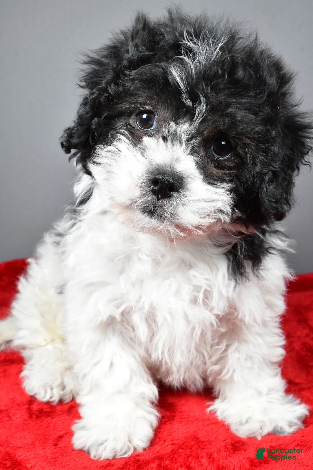 Teddy Bear dogs for sale: Cindy - Ad 5