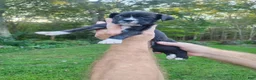Boxer dogs for sale: Boxer 1 - Ad 1