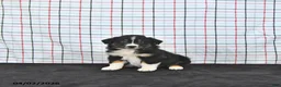 Australian Shepherd dogs for sale: Prince   - Ad 3