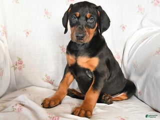Doberman Pinscher dogs Dolly - Ad 27