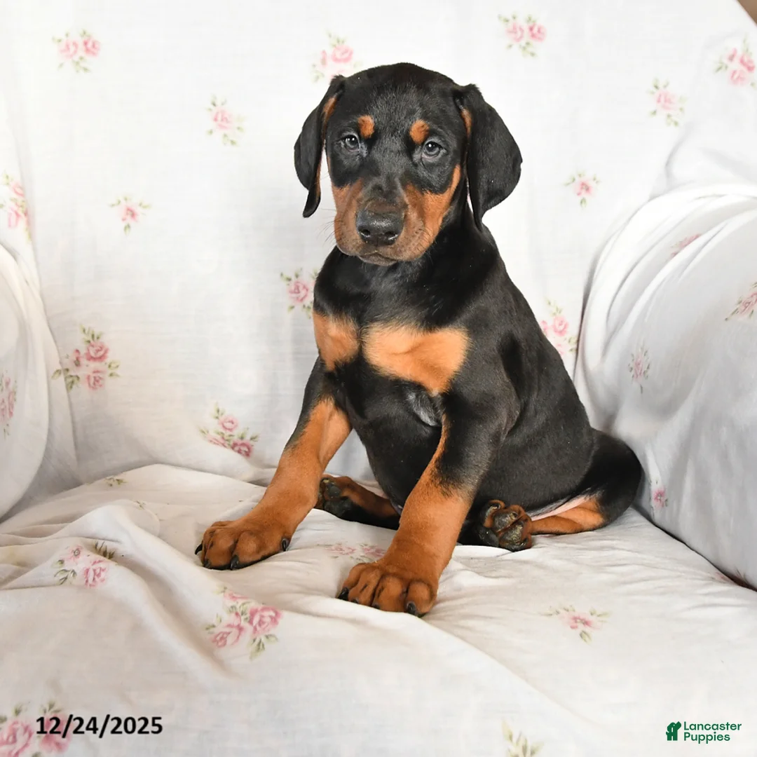 Doberman Pinscher dogs for sale: Dolly - Ad 2