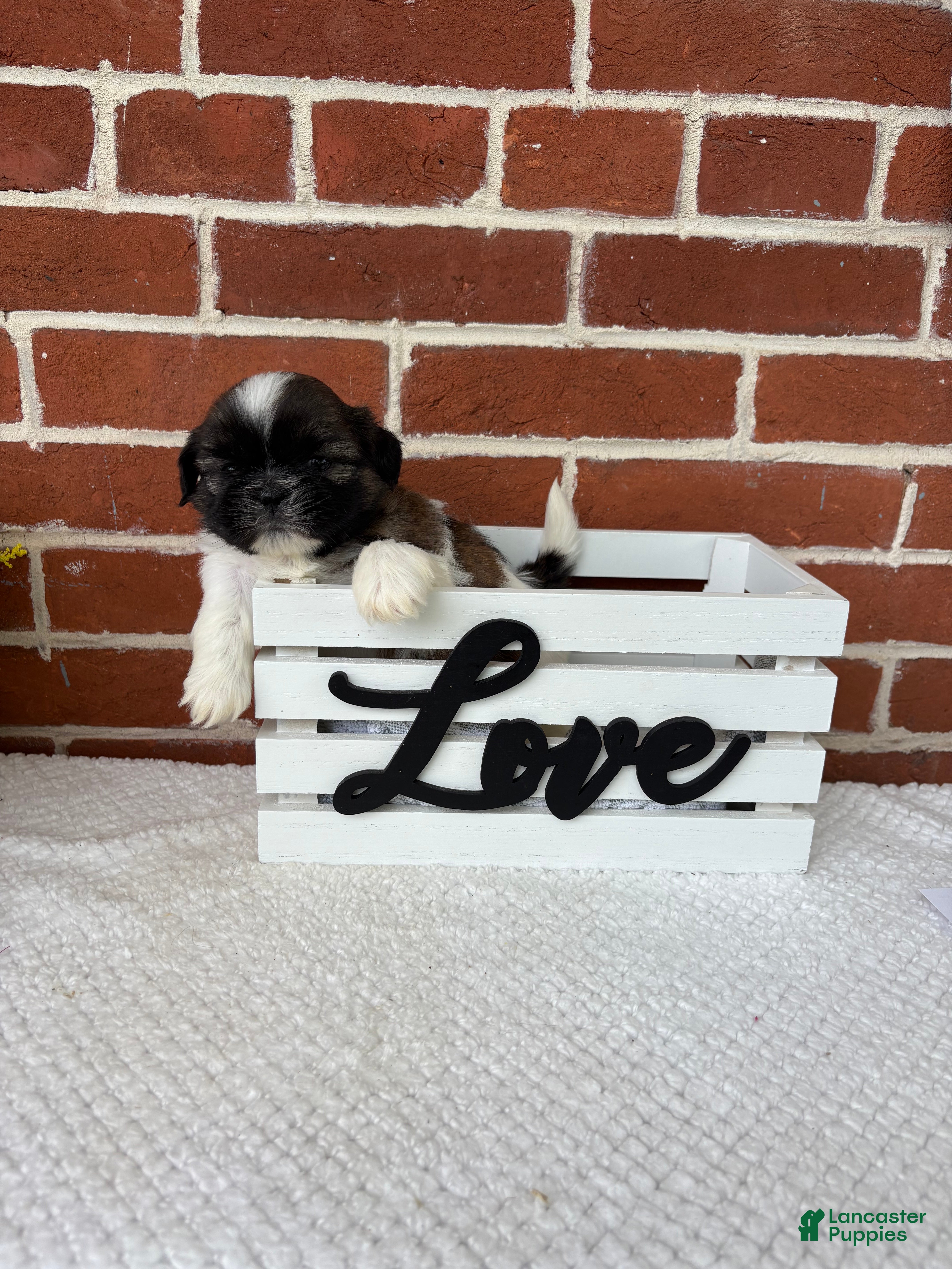Shih Tzu dogs for sale: Linus - Ad 2