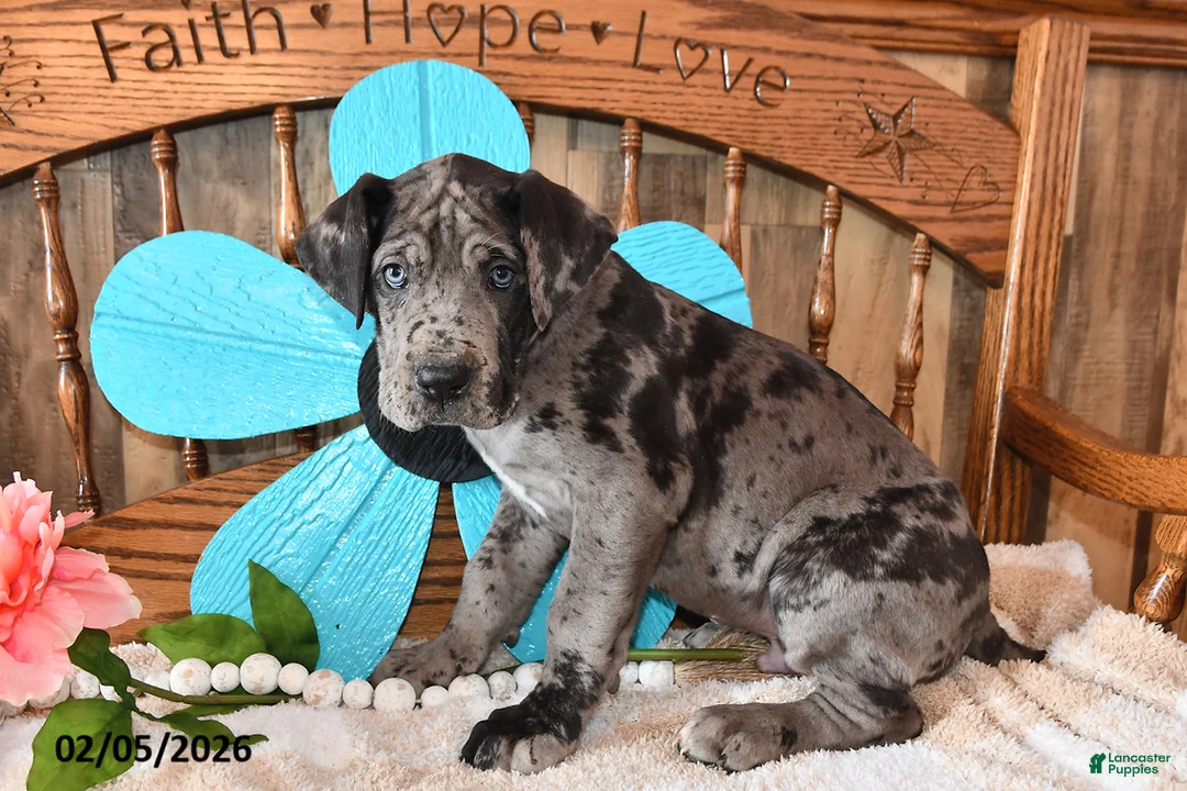 Great Dane dogs for sale: William  - Ad 5