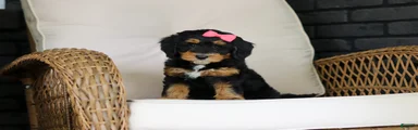 Nala
