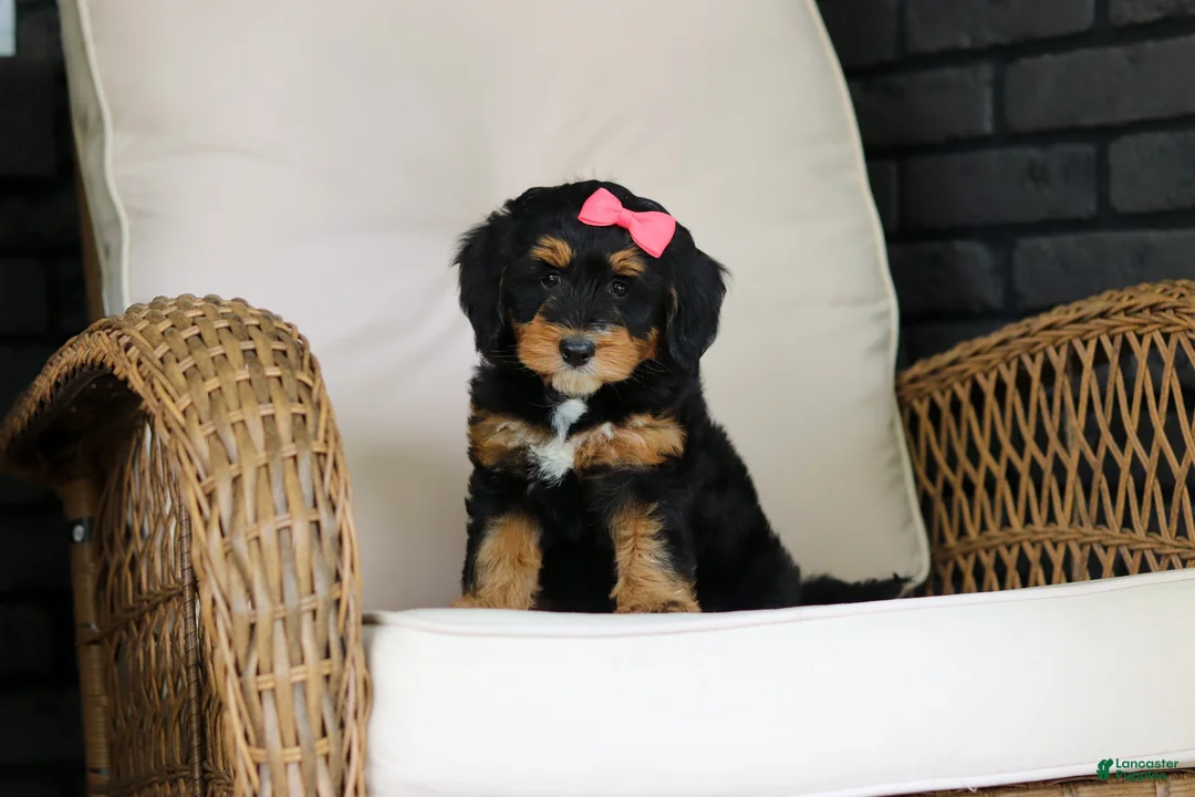 Mini Bernedoodle dogs for sale: Nala - Ad 1