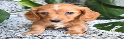 Miniature Dachshund dogs for sale: Carter - Ad 1