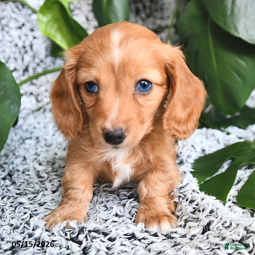 Miniature Dachshund dogs for sale: Carter - Ad 1