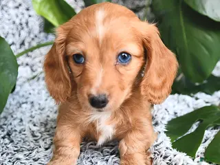 Miniature Dachshund dogs for sale: Carter - Ad 1