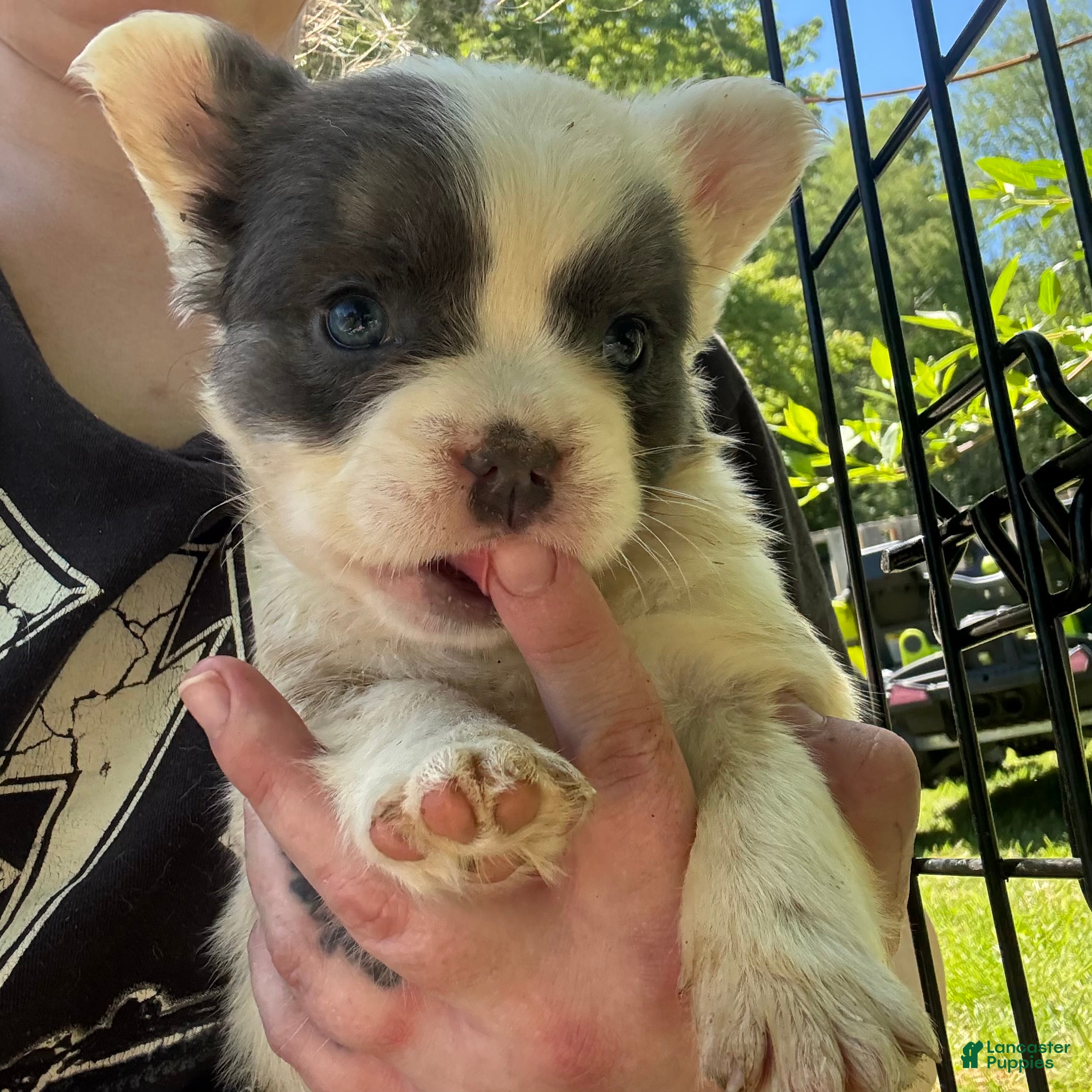 French Bulldog dogs French Bulldog Puppy 3 (fluffy) - Ad 1