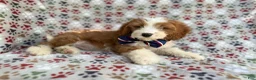 Cavapoo dogs for sale: Cash - Ad 3