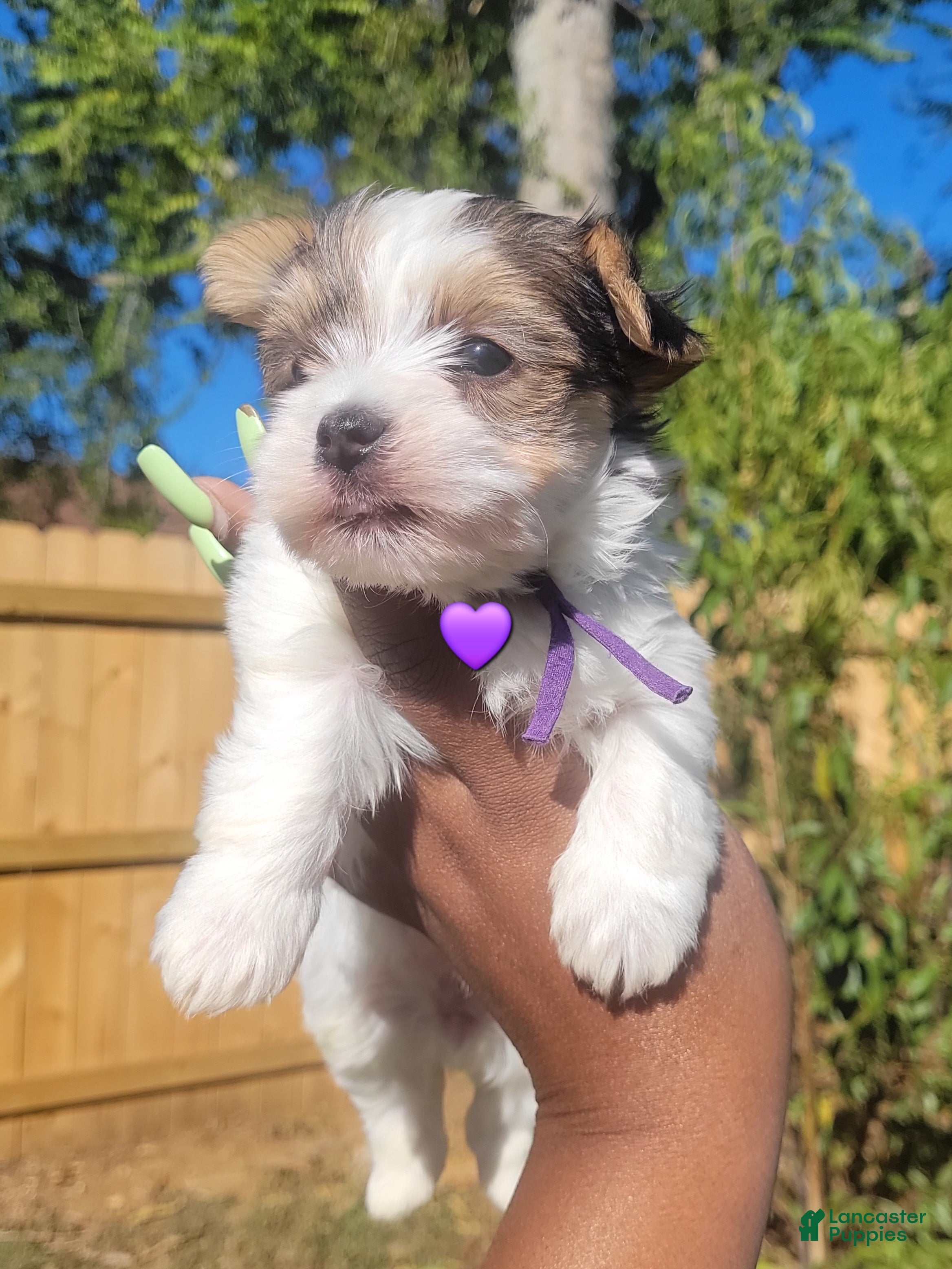 Yorkshire Terrier dogs for sale: Female #2 (purple collar) - Ad 1