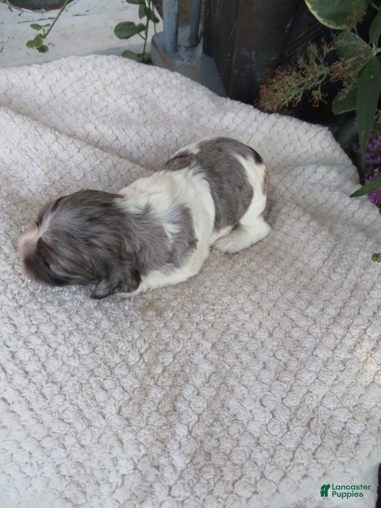 Cocker Spaniel dogs Sophie - Ad 2