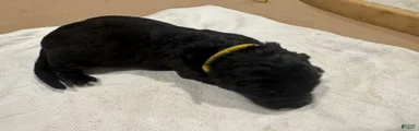 German Shepherd Puppy 8