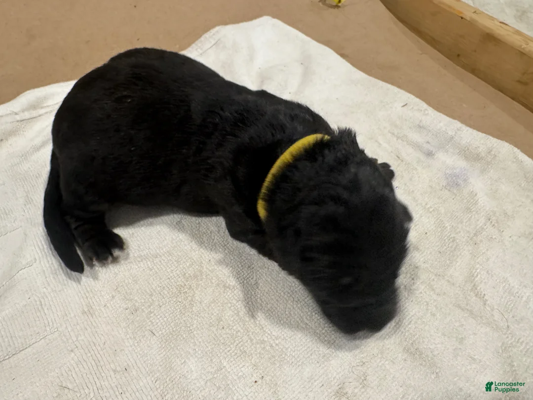 German Shepherd dogs for sale: German Shepherd Puppy 8 - Ad 1