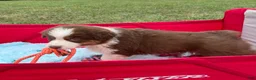 Australian Shepherd dogs for sale: Chubbie - Ad 6