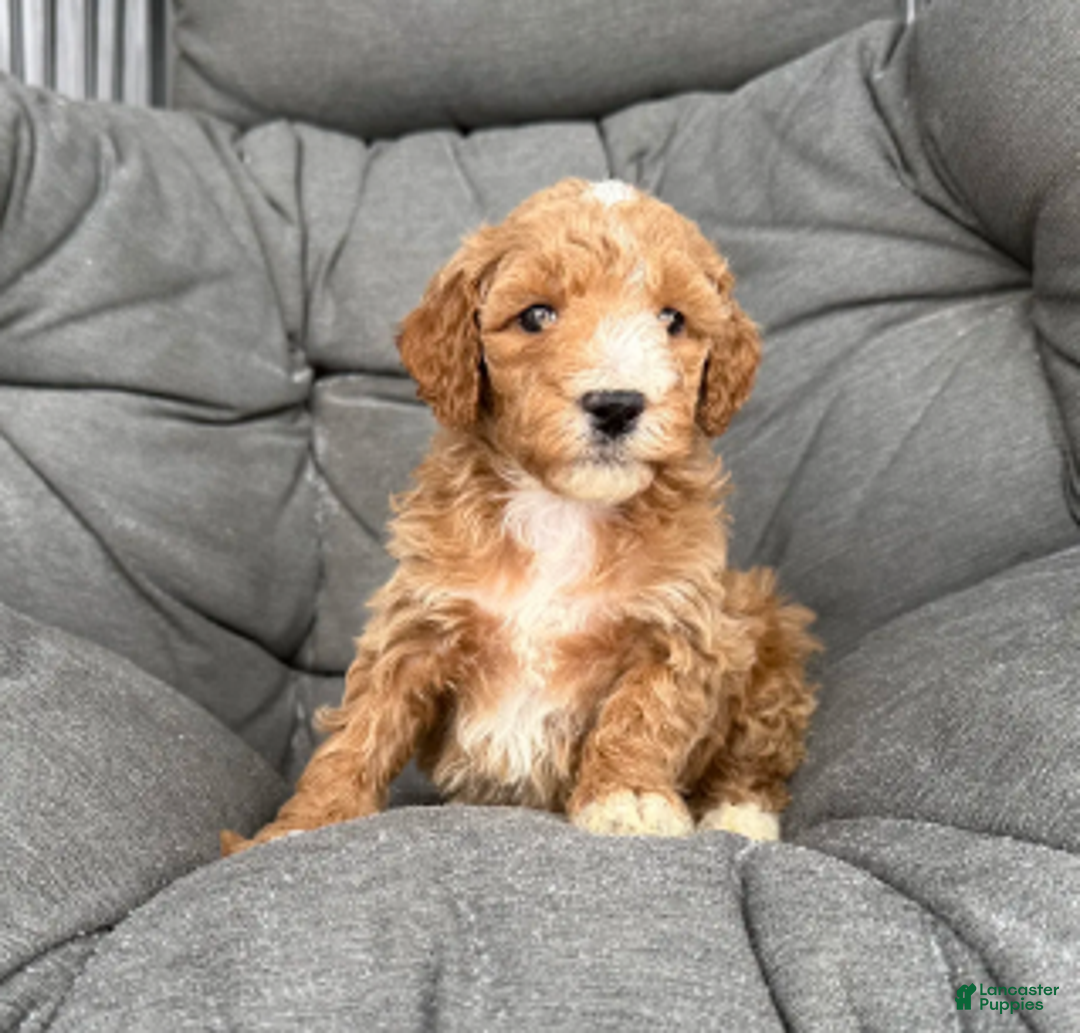 Miniature Poodle dogs for sale: Rover - Ad 4