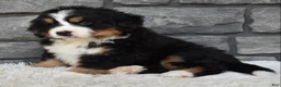 Bernese Mountain Dog dogs for sale: Buster  - Ad 4
