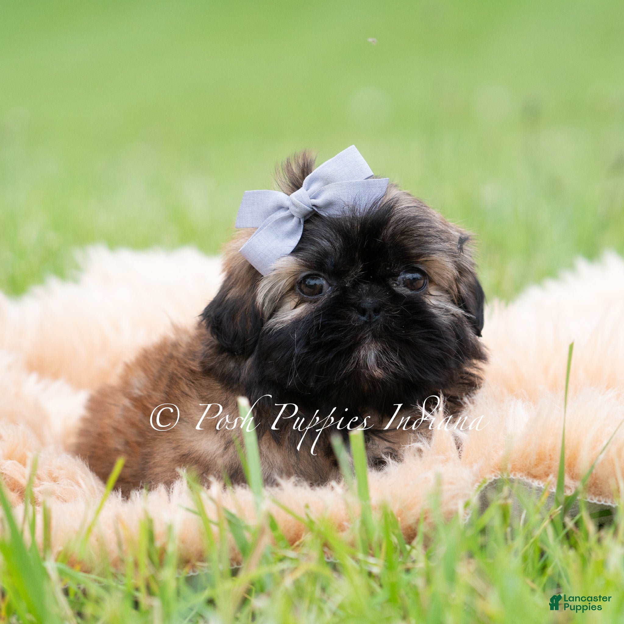 Shih Tzu dogs for sale: Alamo AKC - Ad 2