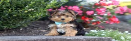 Yorkiepoo dogs for sale: Winston - Ad 8