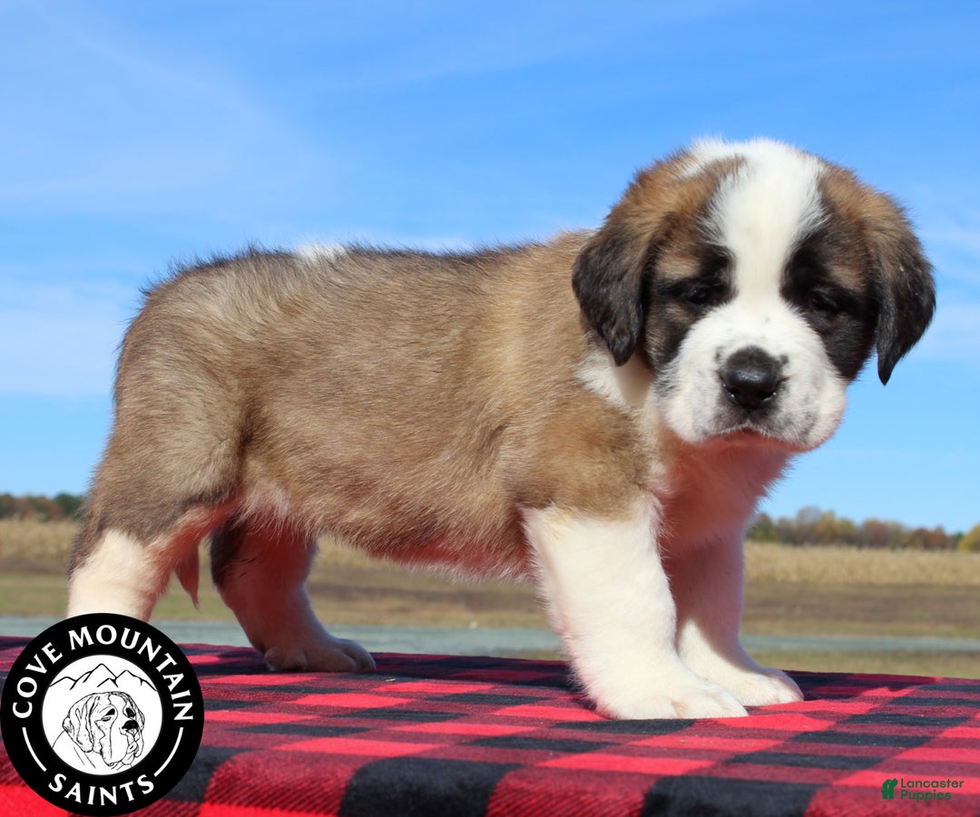 Saint Bernard dogs for sale: Mittens - Ad 4