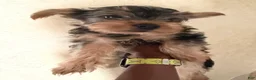 Yorkshire Terrier dogs for sale: Luigi - Ad 3