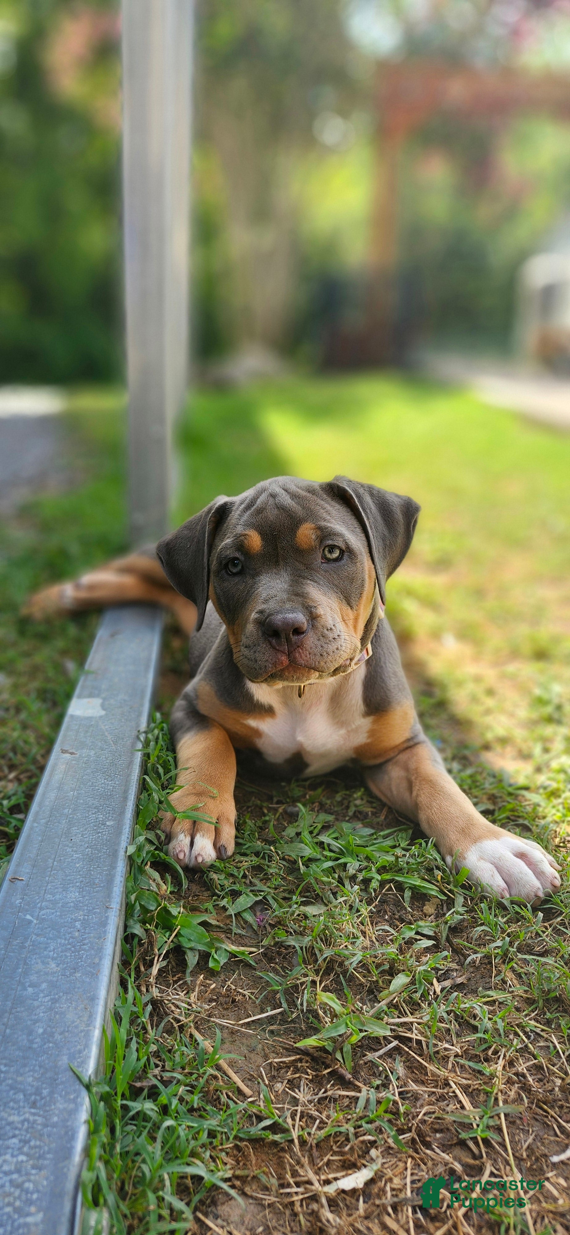 American Bully dogs Violet - Ad 33