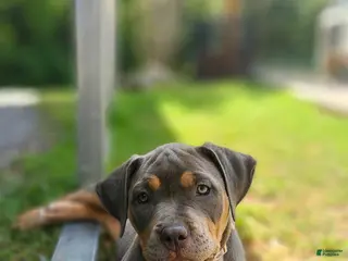 American Bully dogs Violet - Ad 33