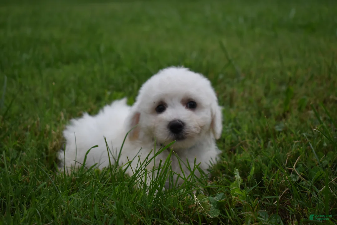 Bichon Frise dogs for sale: Travis 🐾 - Ad 1