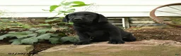 Labrador Retriever dogs for sale: Explorer - Ad 3