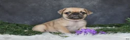 Pug dogs for sale: Jaci - Ad 3