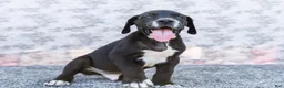 Great Dane dogs for sale: Davis - Ad 1