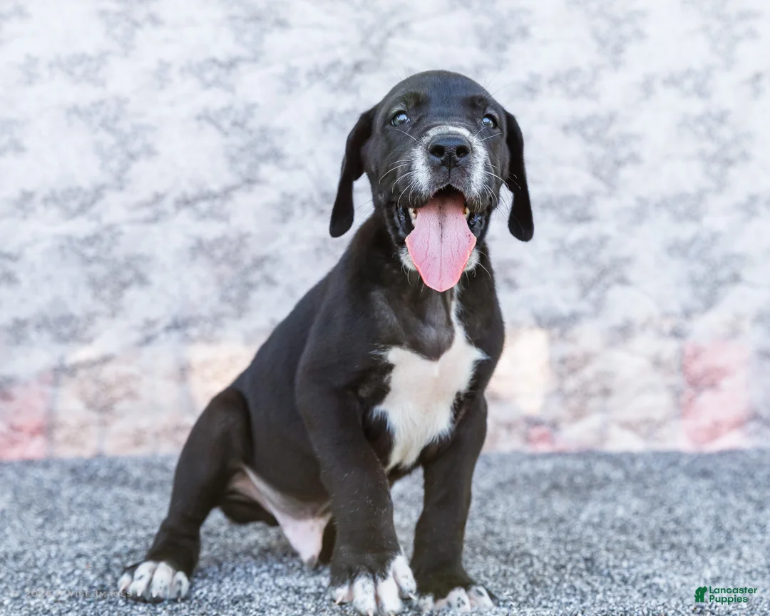 Great Dane dogs for sale: Davis - Ad 1