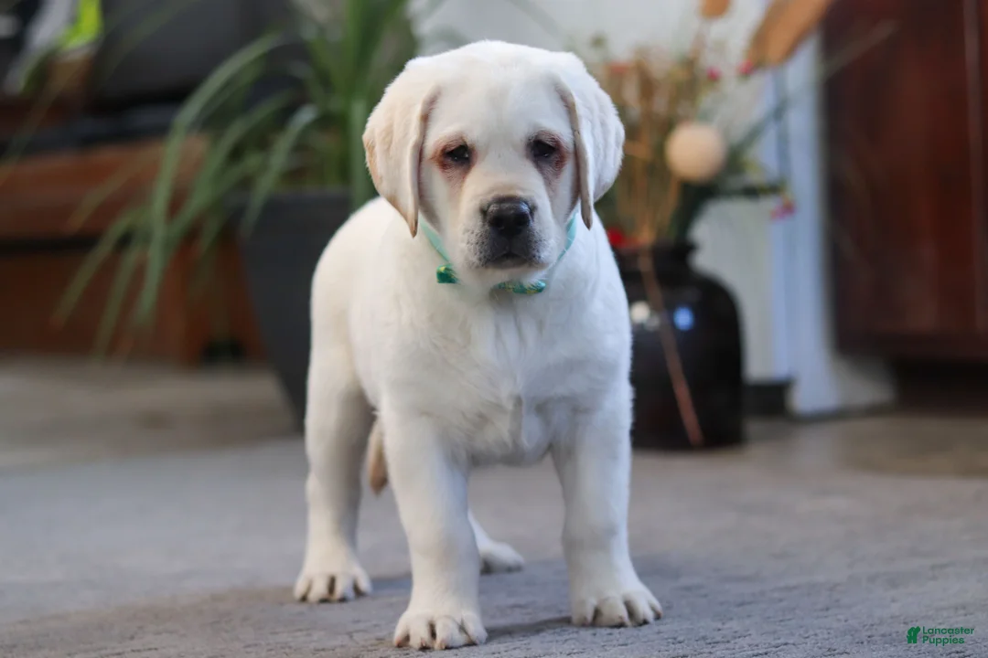 Labrador Retriever dogs for sale: Seth - Ad 7