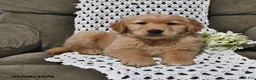 Golden Retriever dogs for sale: Roy  - Ad 3