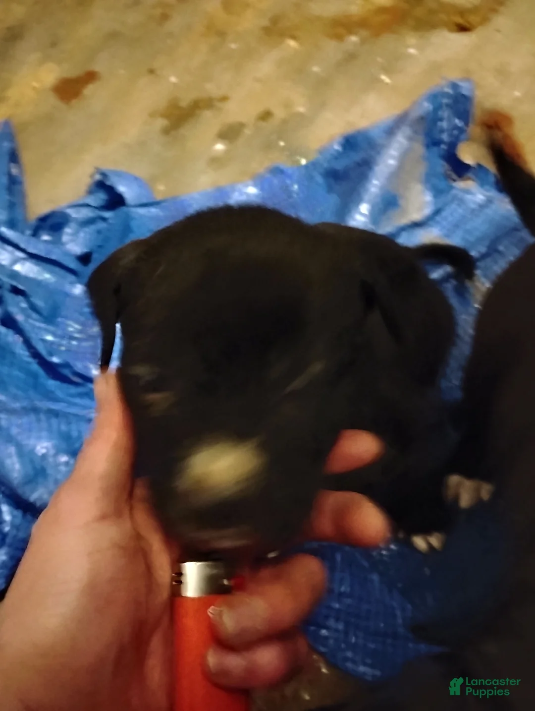 Mixed Breed dogs for sale: Mixed Breed Puppy 1 - Ad 1