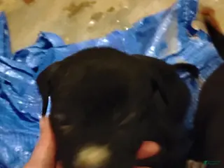 Mixed Breed dogs Mixed Breed Puppy 1 - Ad 15