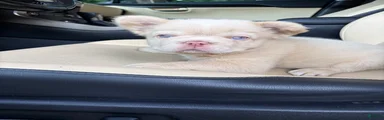 French Bulldog 6
