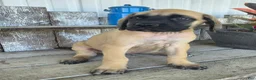 English Mastiff dogs for sale: Betsy - Ad 5