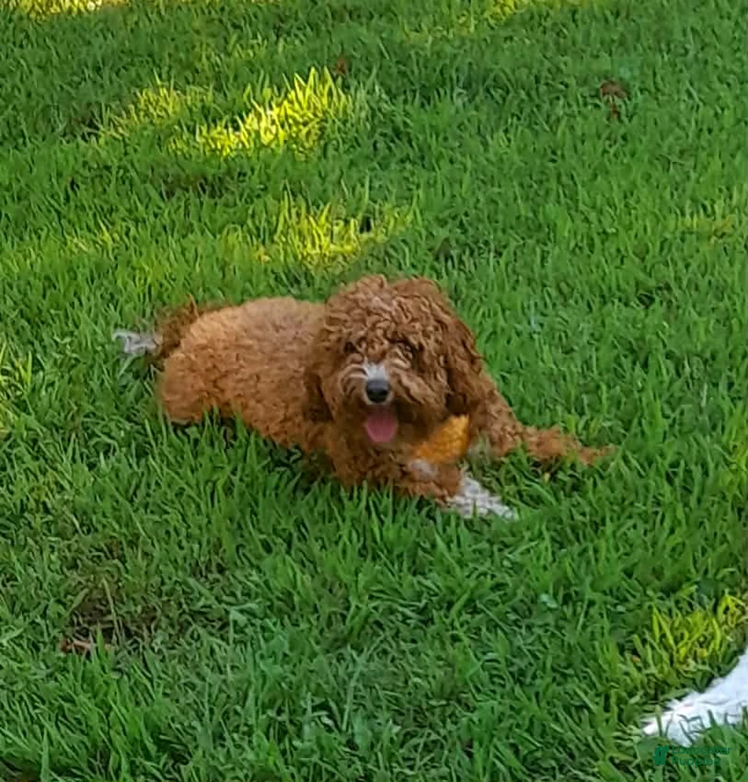 Cavapoo dogs for sale: Winter - Ad 2