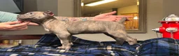 Cane Corso dogs for sale: Monte Carlo  - Ad 28