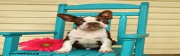 Boston Terrier dogs for sale: Banjo - Ad 2