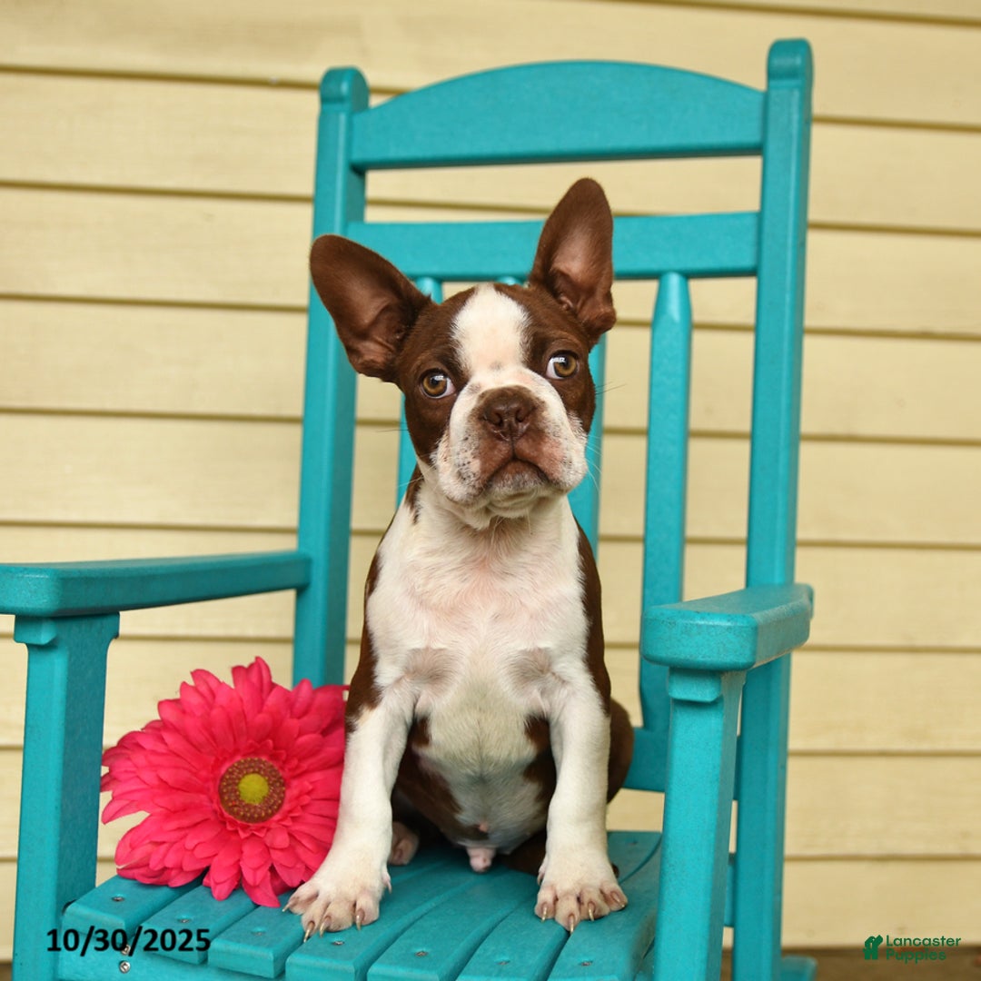 Boston Terrier dogs for sale: Banjo - Ad 2