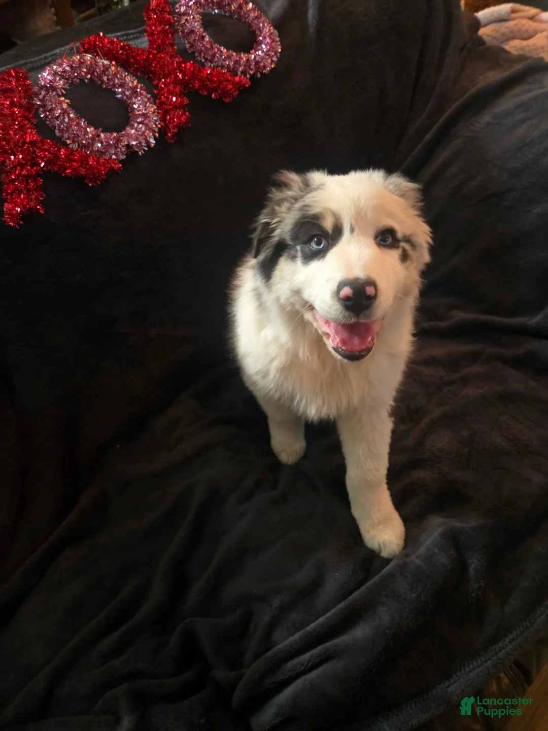 Australian Shepherd dogs for sale: Bluey - Australian Shepherd Puppy 2 - Ad 4