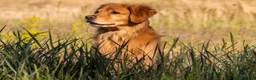 Golden Retriever dogs for sale: Golden Retriever 6 - Ad 6