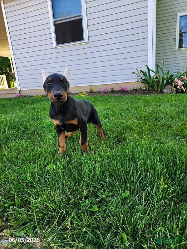 Doberman Pinscher dogs for sale: Rover - Ad 7