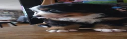 Bernese Mountain Dog dogs for sale: Bernese Mountain Dog Puppy 4 - Ad 5