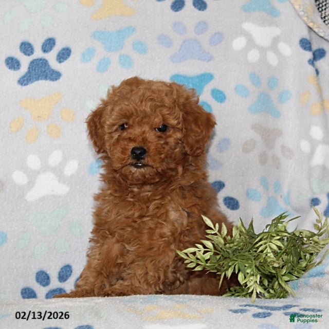 Toy Poodle dogs Timber - Ad 25